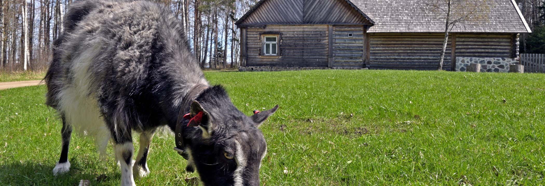 Tour por el Museo al Aire Libre de Estonia