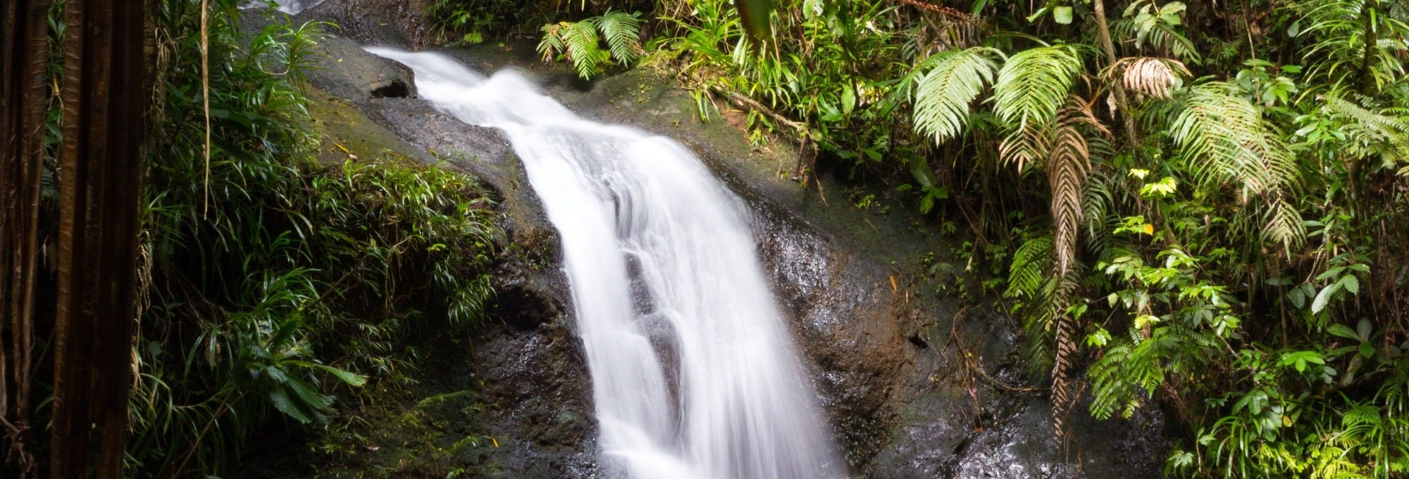 Colo-I-Suva Waterfalls + Nature Tour