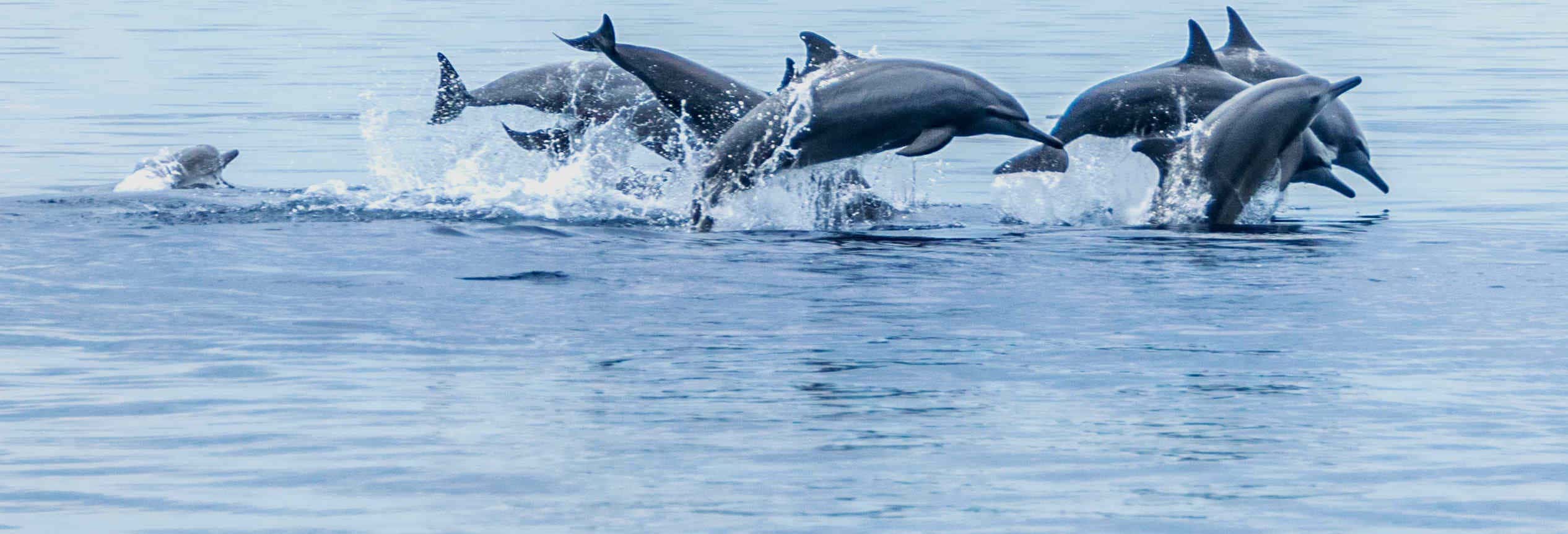 Avvistamento di cetacei a Bohol