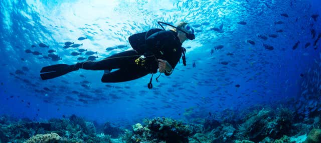 Buceo en los arrecifes de Bohol
