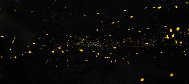 Giro in barca con avvistamento di lucciole