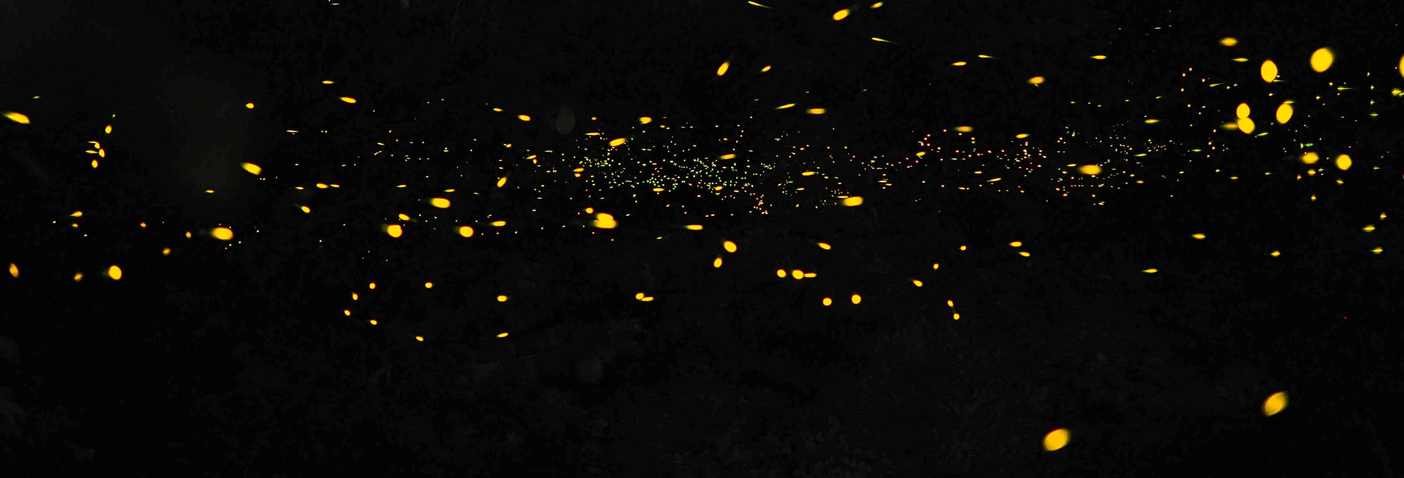 Giro in barca con avvistamento di lucciole