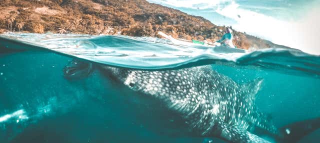 Avvistamento di squali balena a Oslob