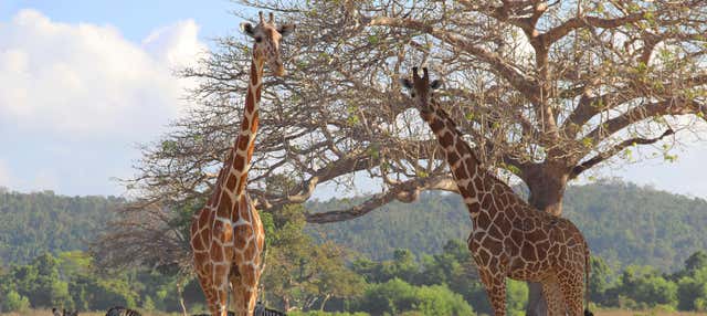 Calauit Safari Park e Isole di Coron