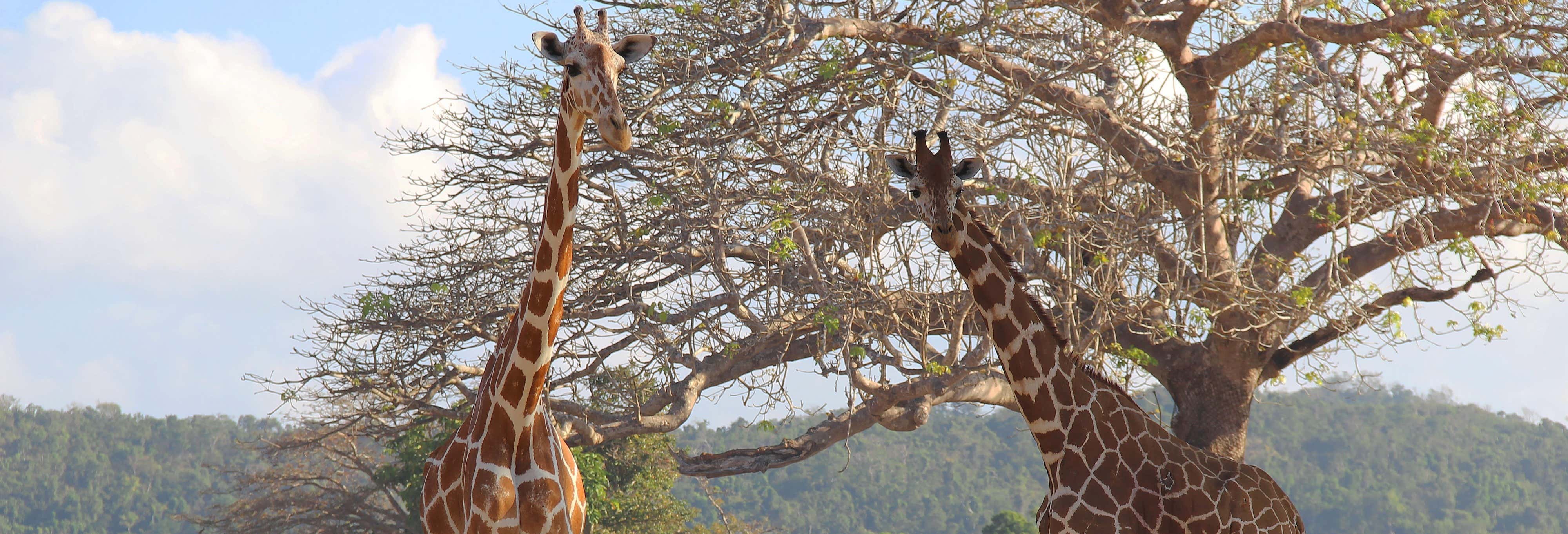 Calauit Safari Park e Isole di Coron