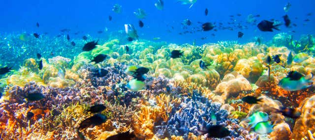 Escursione ai relitti e alla barriera corallina