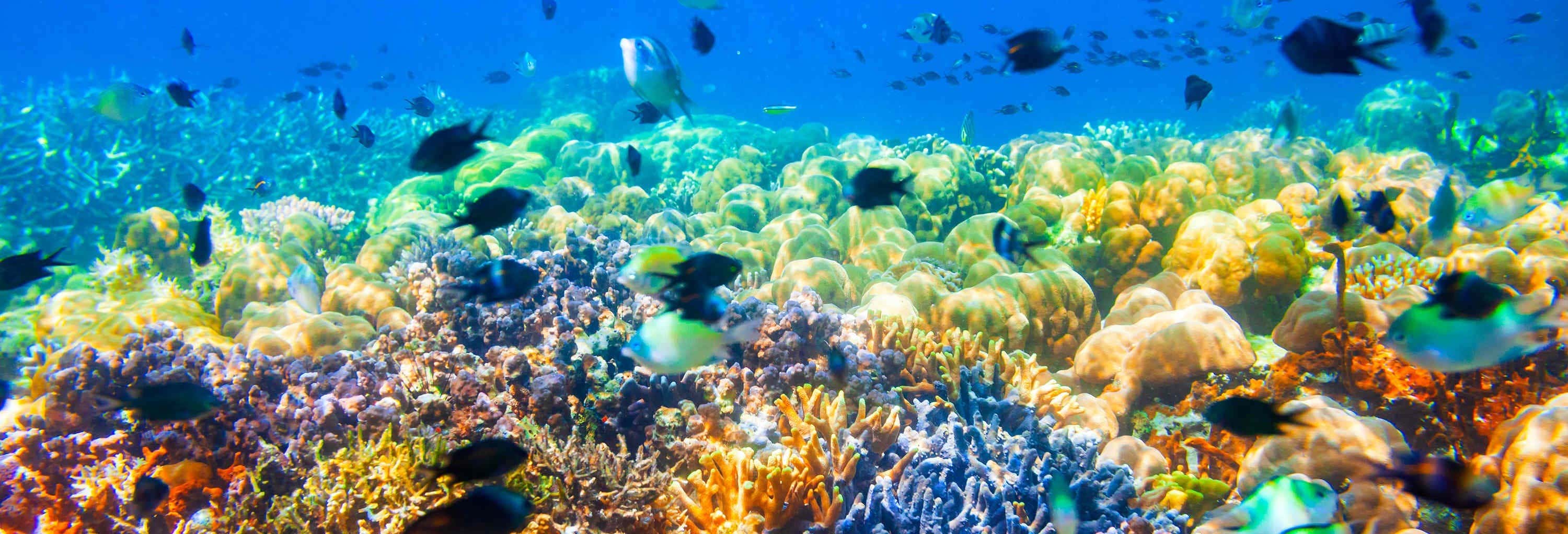 Escursione ai relitti e alla barriera corallina