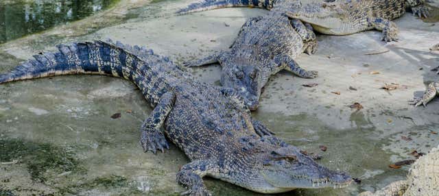 Escursione a Crocodile Park + Tribù K’Mindanawan