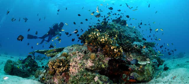 Immersione a Malapascua