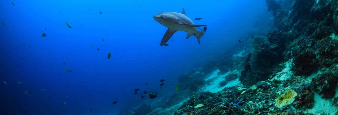 Malapascua Diving with Thresher Sharks