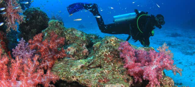 Immersione per principianti a Moalboal