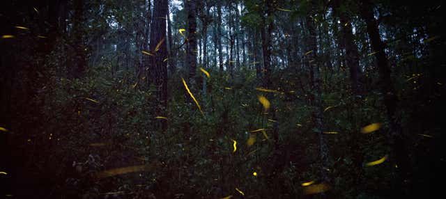 Giro in barca con avvistamento di lucciole