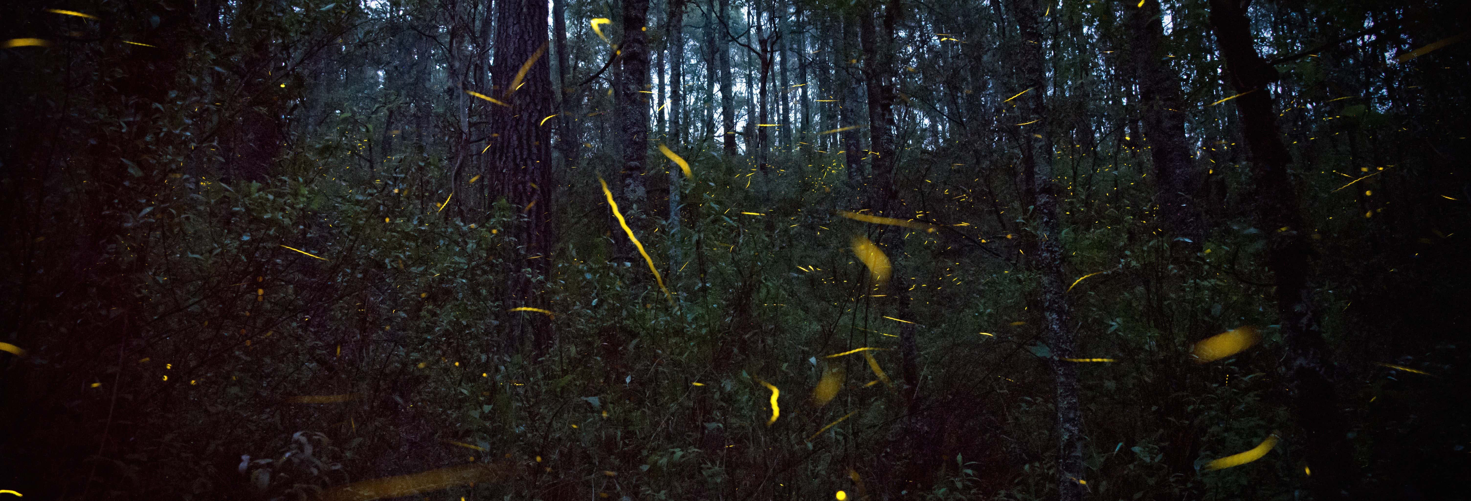 Giro in barca con avvistamento di lucciole
