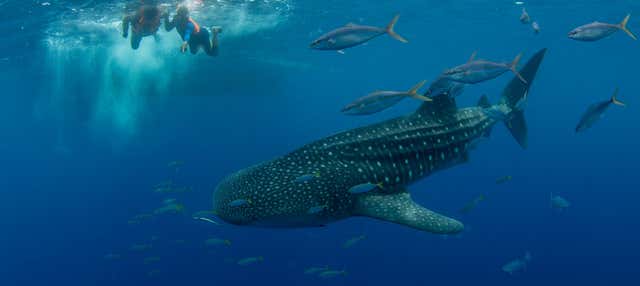Bagno con gli squali balena a Puerto Princesa