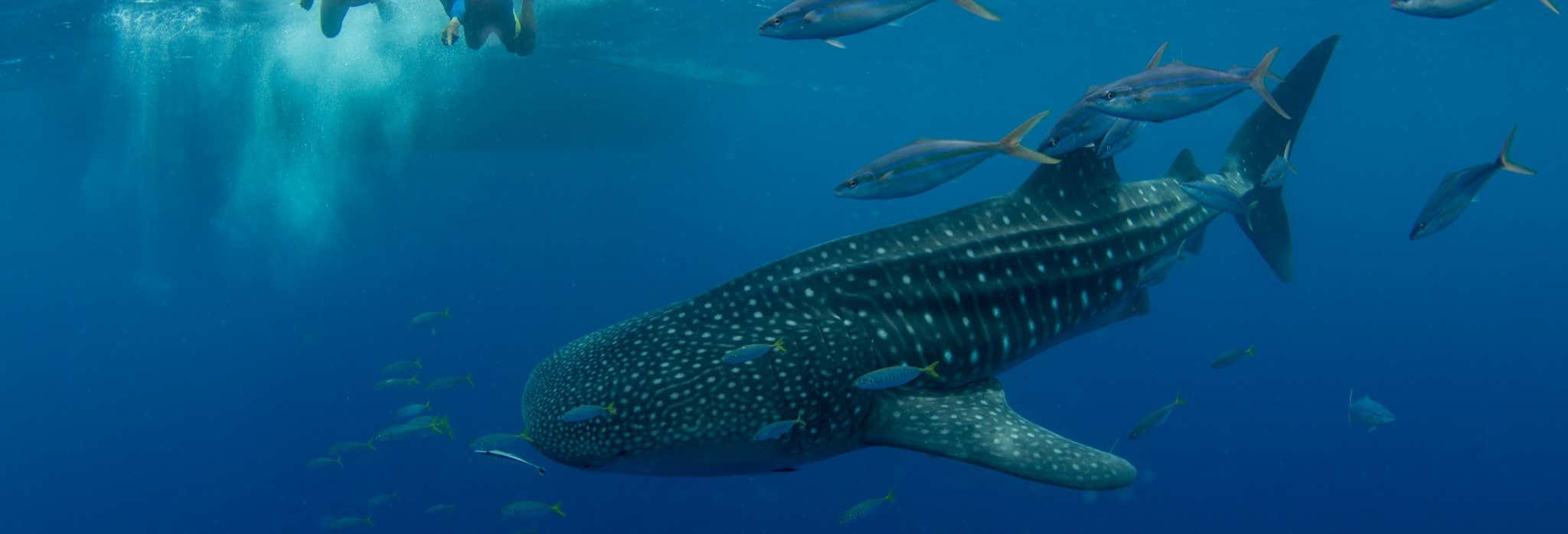 Bagno con gli squali balena a Puerto Princesa