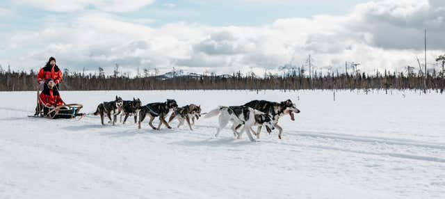 Giro in slitta trainata da husky