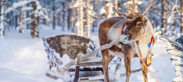 Slitta trainata da renne e motoslitta