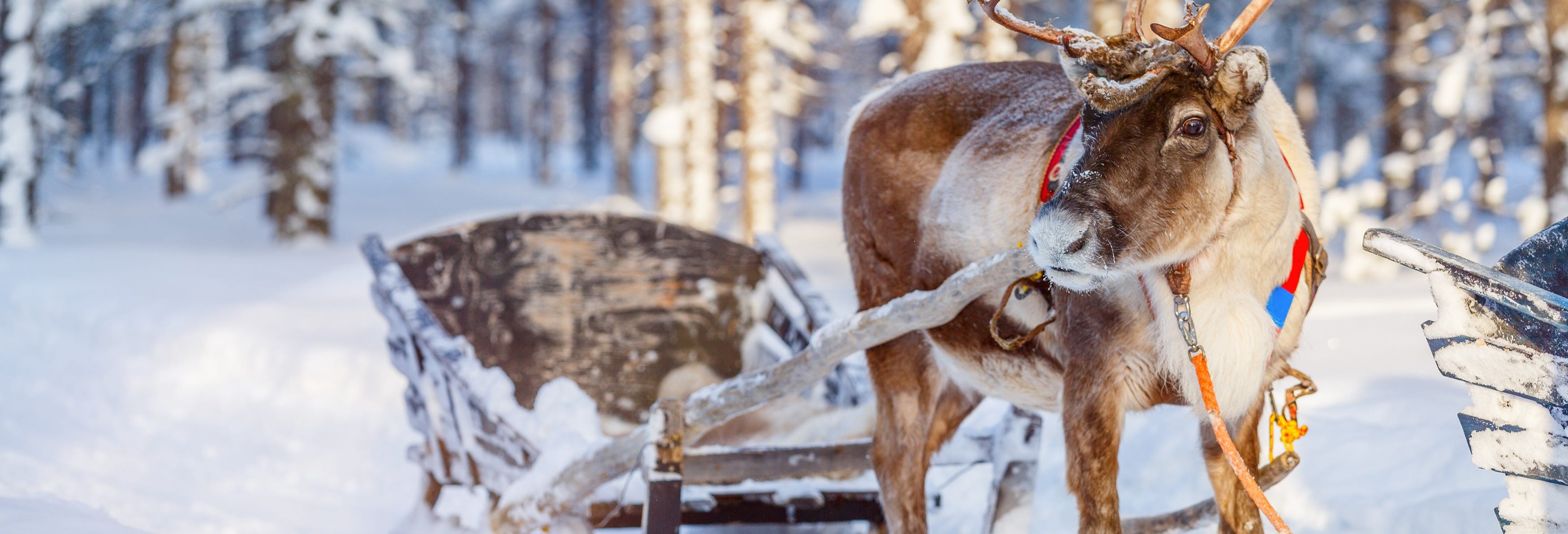 Snowmobile & Reindeer Sleigh Tour