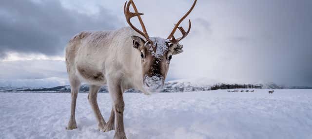 Visita a un allevamento di renne