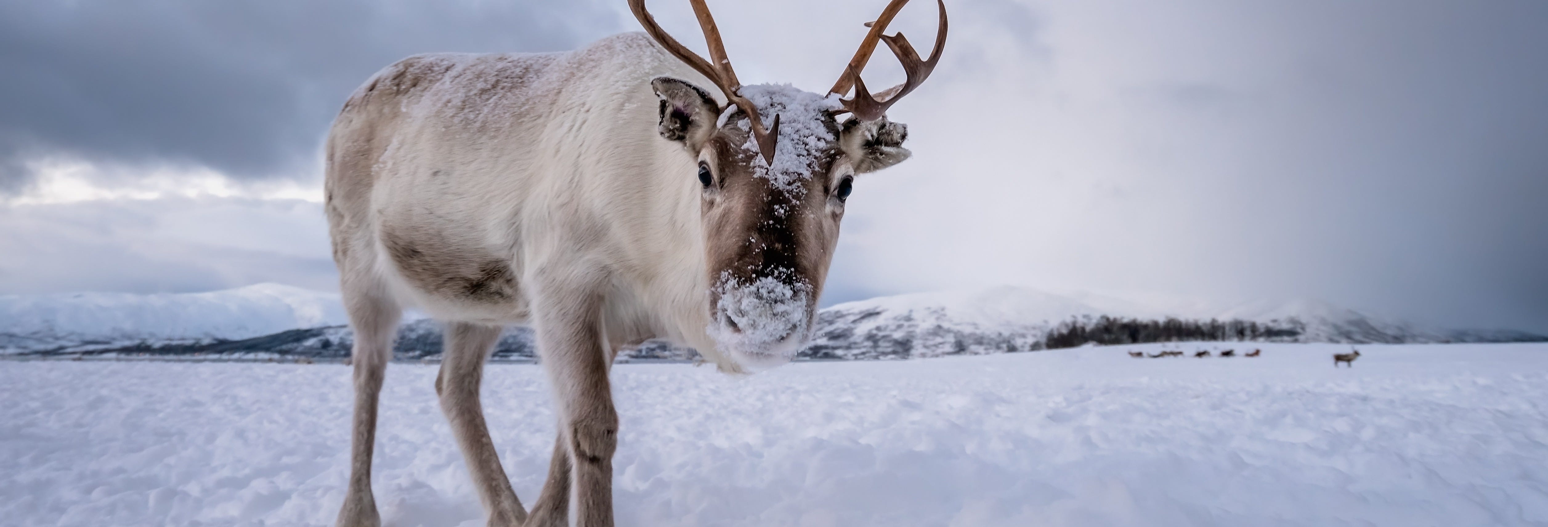 Reindeer Farm Tour