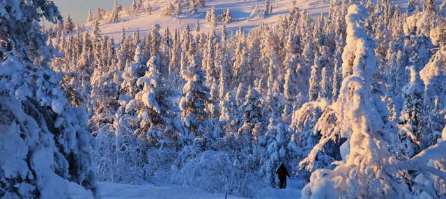 Corso di sopravvivenza al Parco nazionale di Pyhä-Luosto