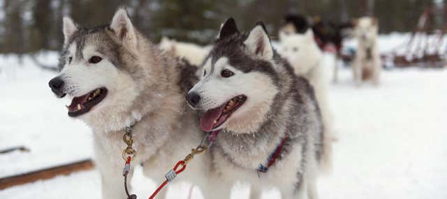 Giro in slitta trainata da husky