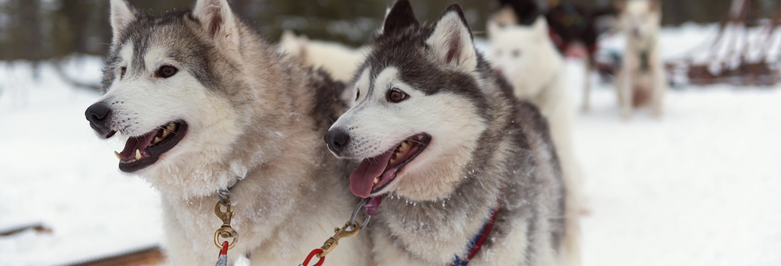 Husky Sledding Tour