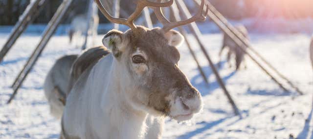Giro in slitta trainata da renne