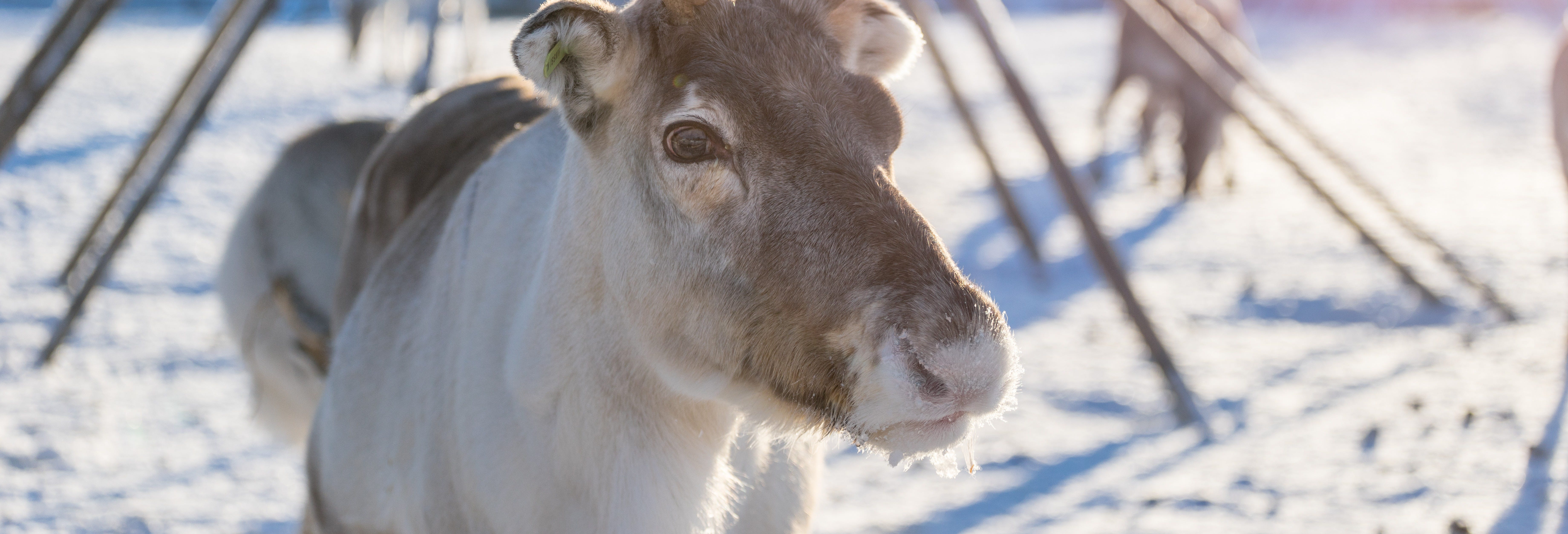 Reindeer Sleigh Ride