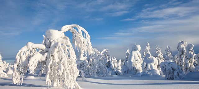 Corso di sopravvivenza al Parco Nazionale Pyhä-Luosto