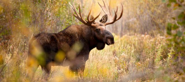 Avvistamento di alci a Rovaniemi