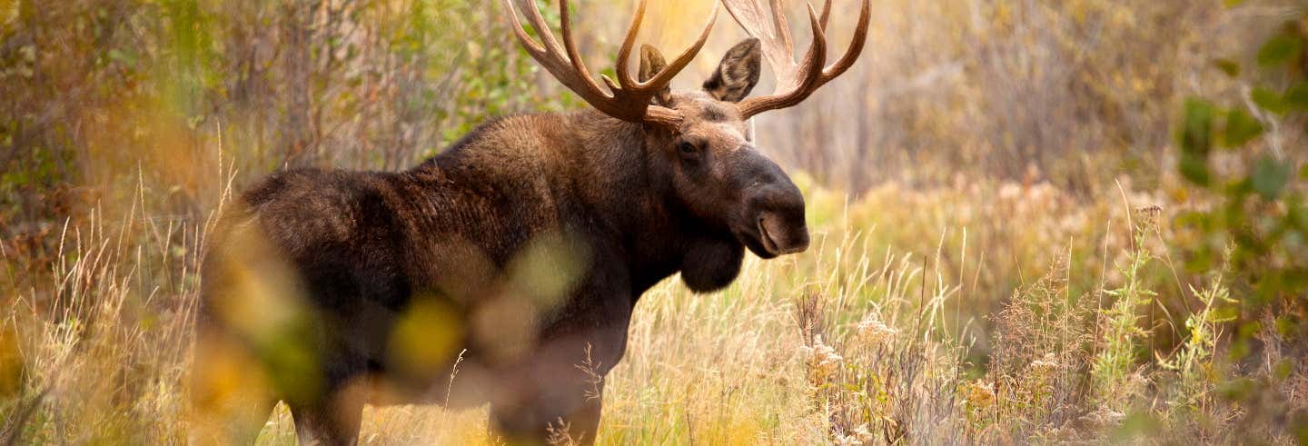 Avvistamento di alci a Rovaniemi