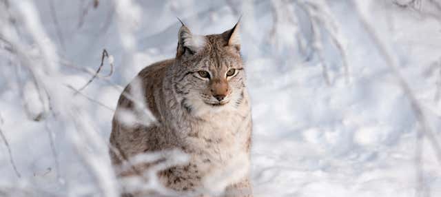 Escursione allo zoo di Ranua