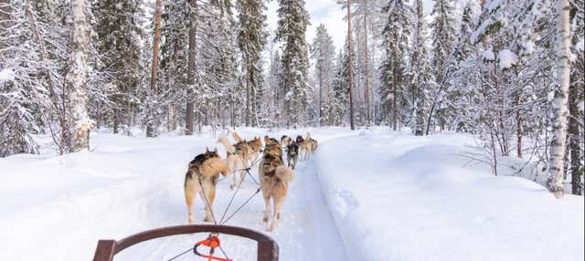 Corsa con cani da slitta a Rovaniemi