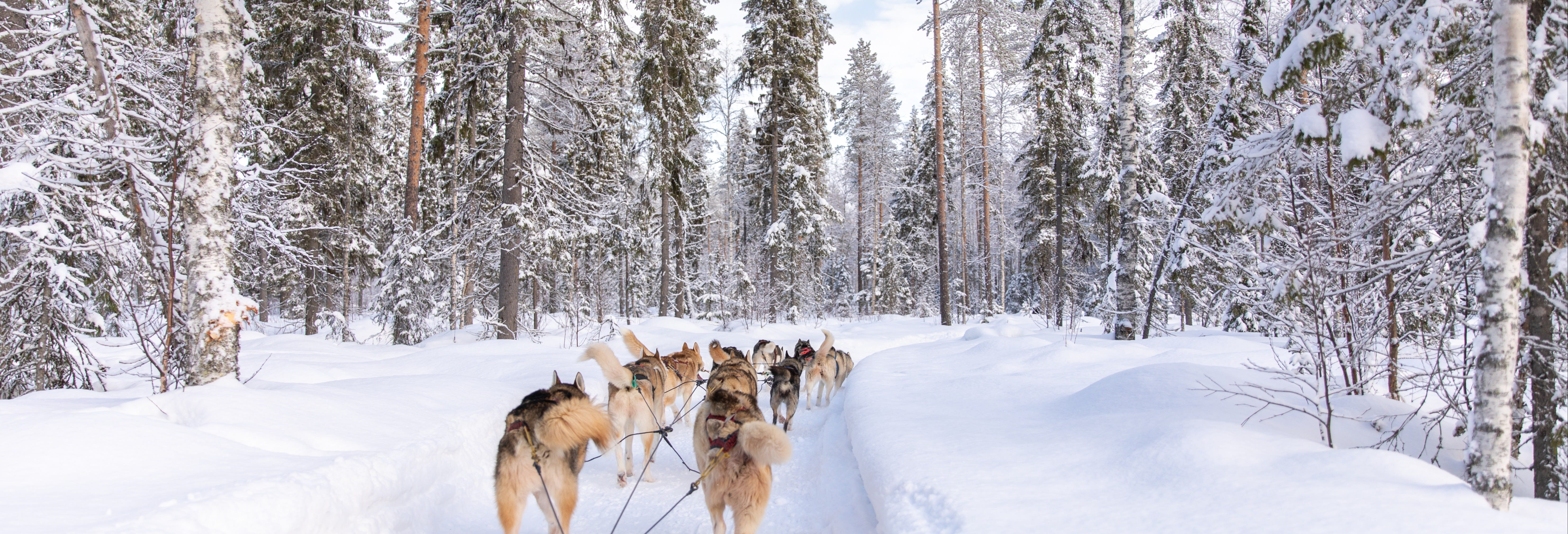 Husky Sleigh Ride