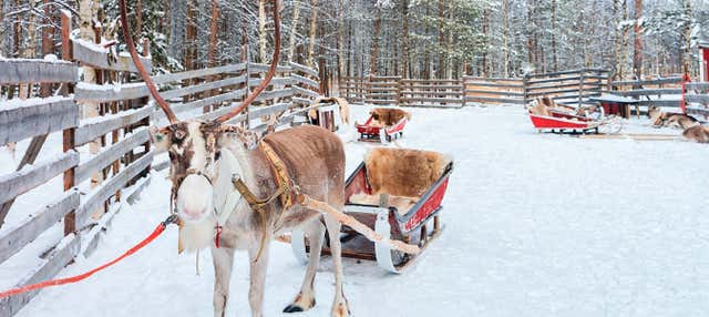 Giro serale in slitta trainata da renne