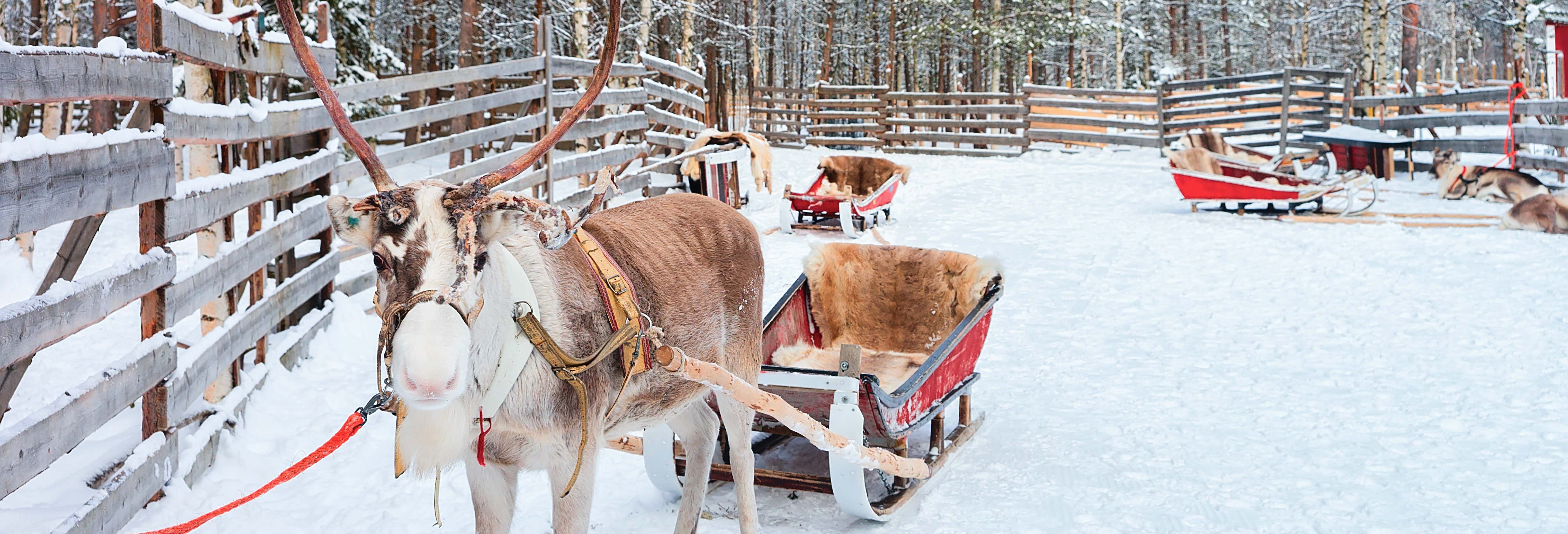 Giro serale in slitta trainata da renne