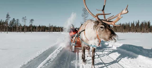 Giro in slitta trainata da renne da Rovaniemi