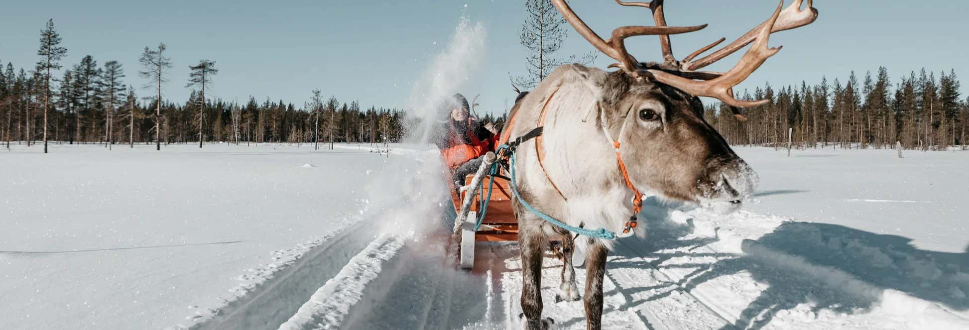 Giro in slitta trainata da renne da Rovaniemi