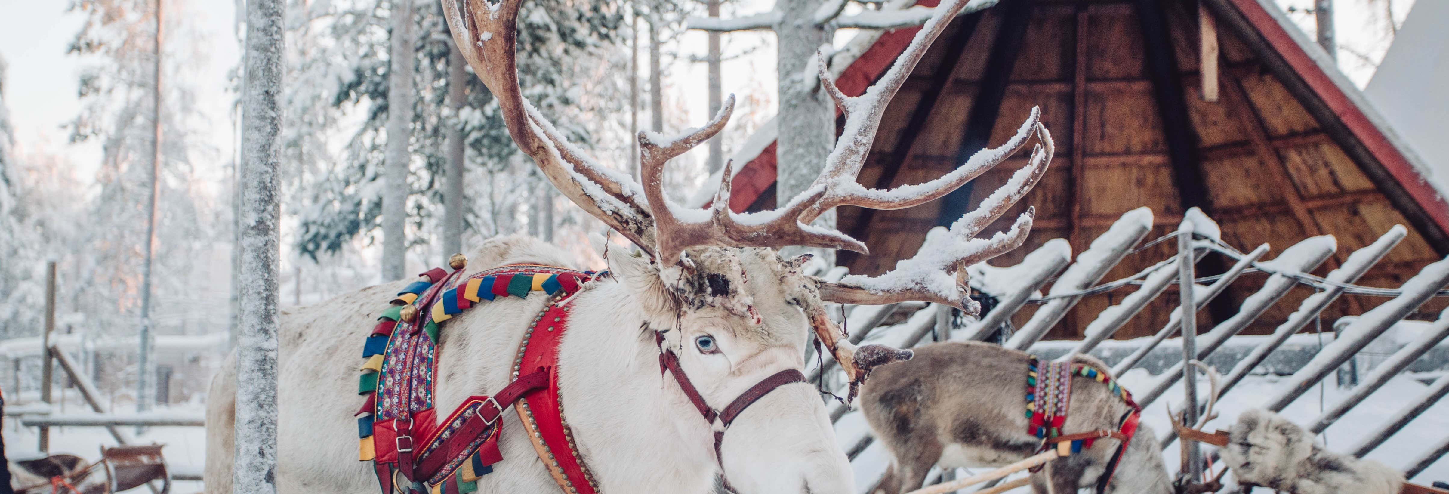 Giro in slitta trainata da renne e husky