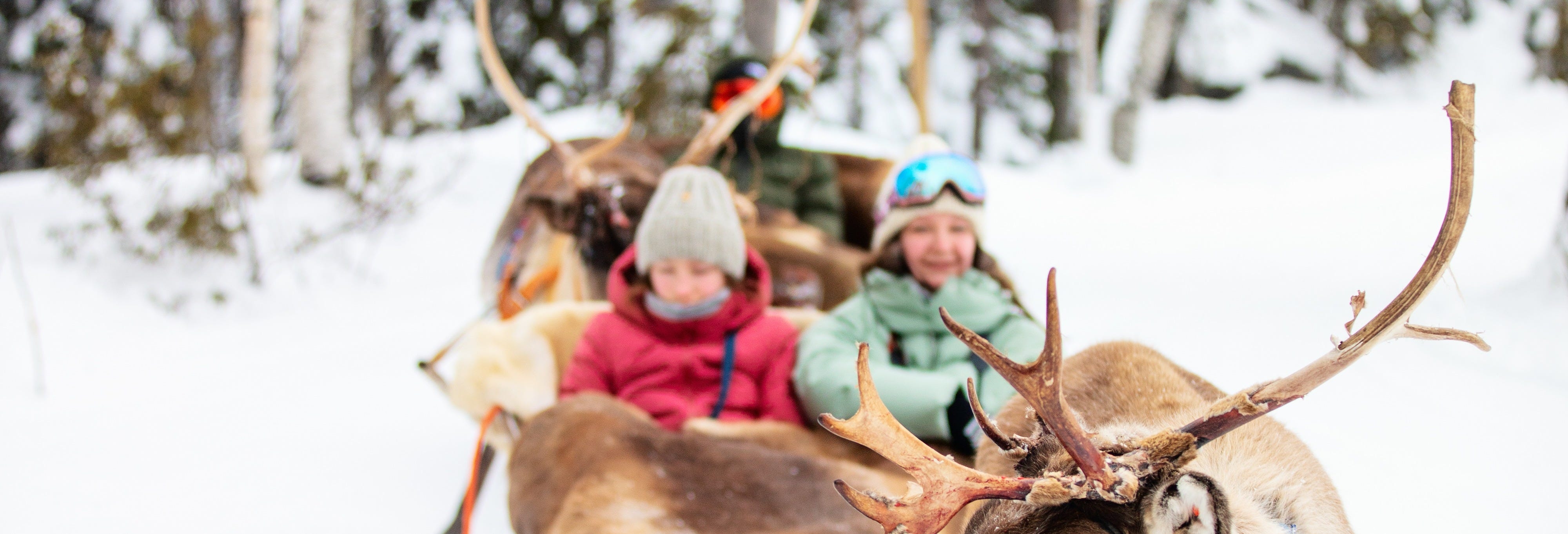 Reindeer Farm Visit