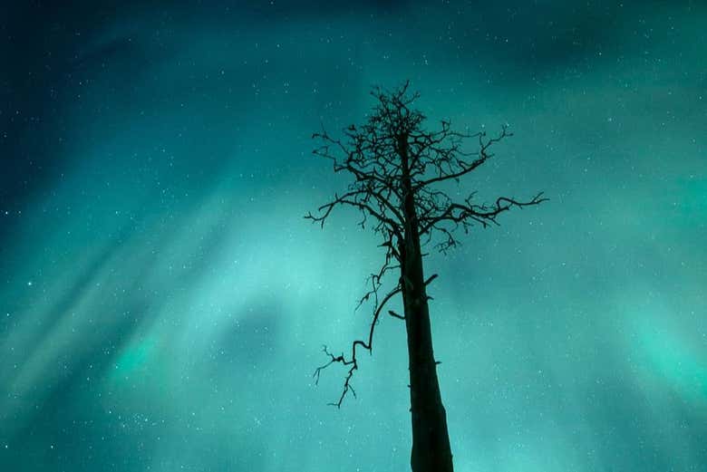 Saariselkä Northern Lights Tour