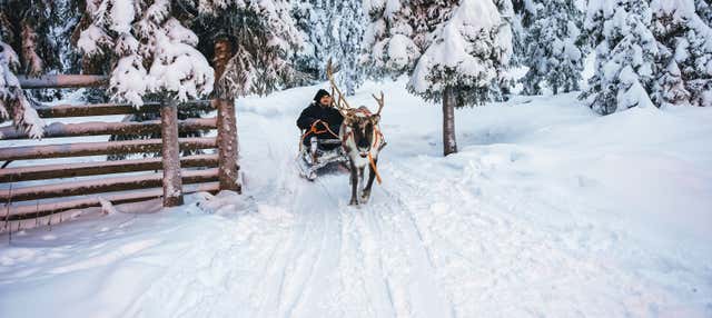 Giro in slitta trainata da renne