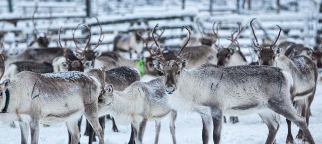 Visita a un allevamento di renne