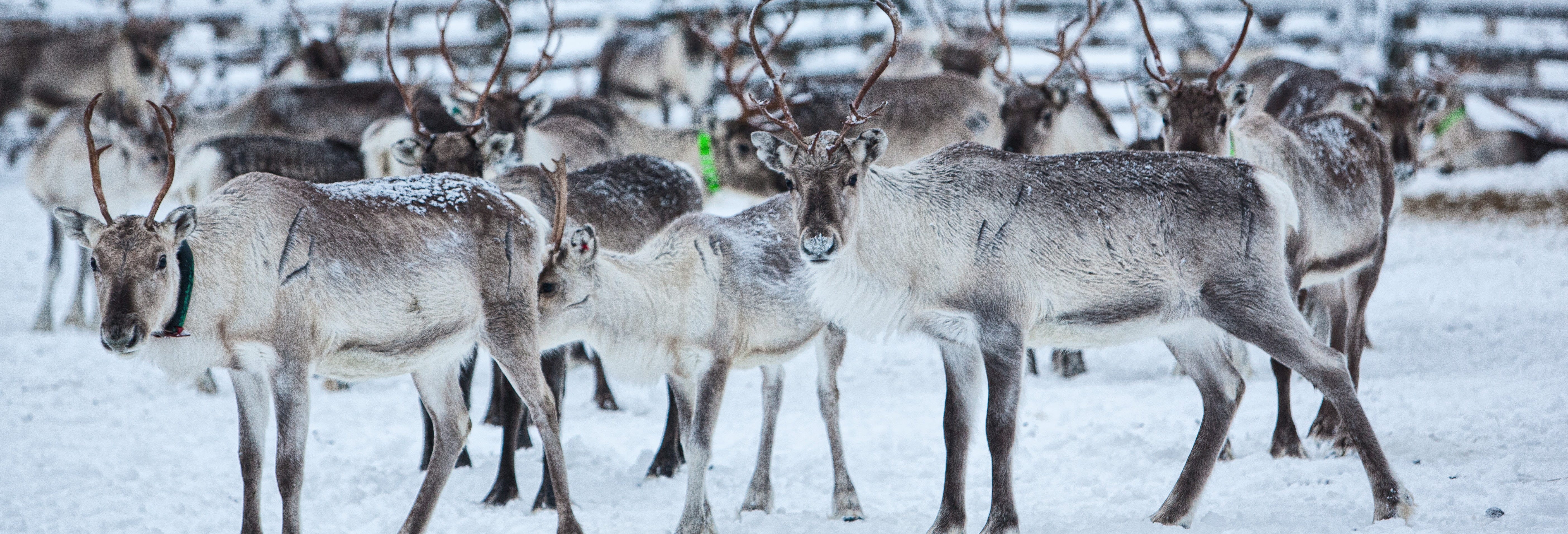 Reindeer Farm Tour