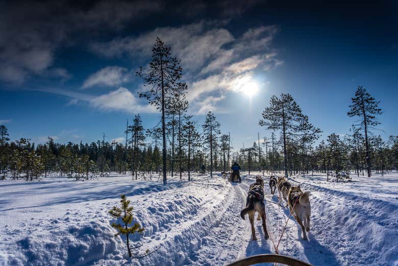 Husky Safari Finland