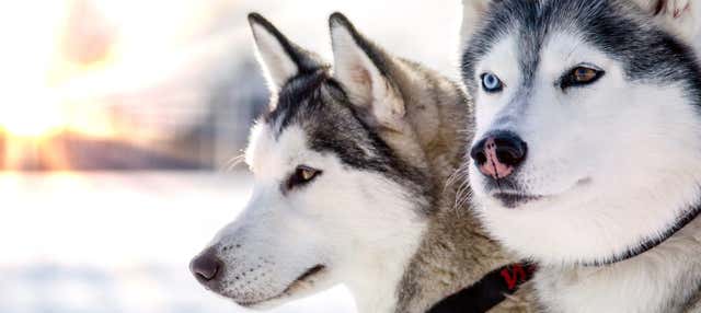 Giro in slitta trainata da husky