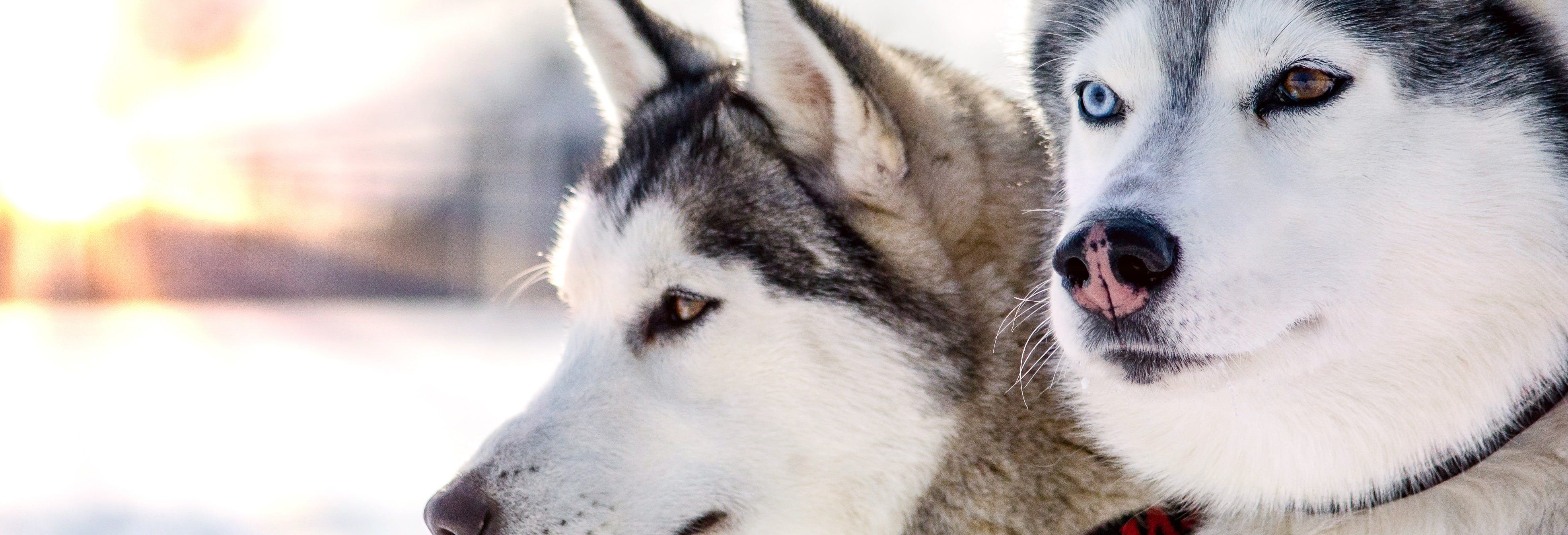 Husky Dog Sled Ride