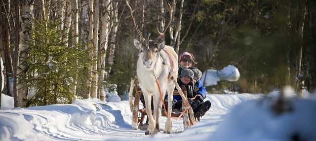 Giro in slitta trainata da renne