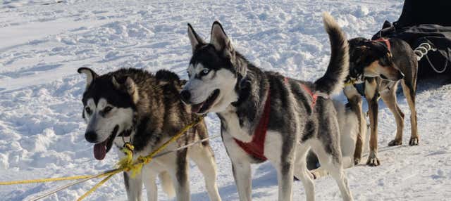 Giro in slitta trainata da husky